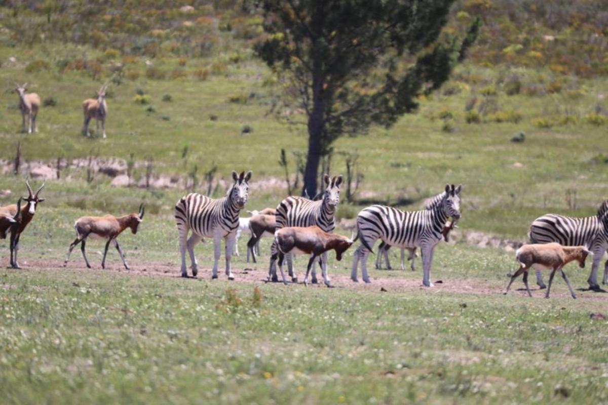 Soloko Game Farm Villa Kareedouw Luaran gambar